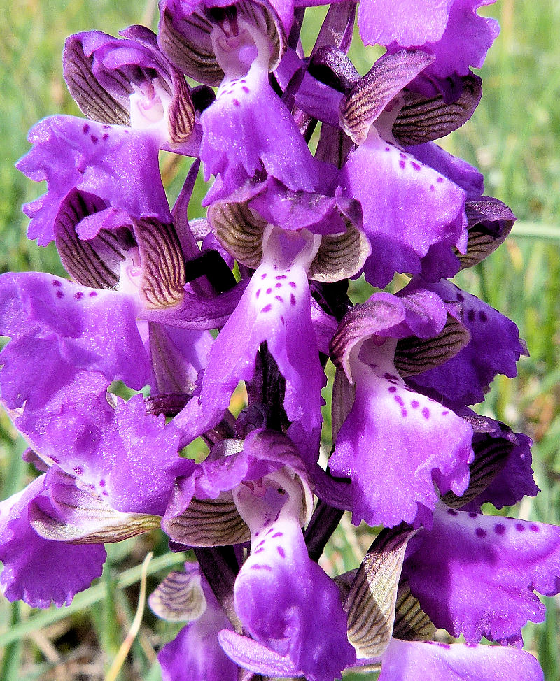 Anacamptis morio